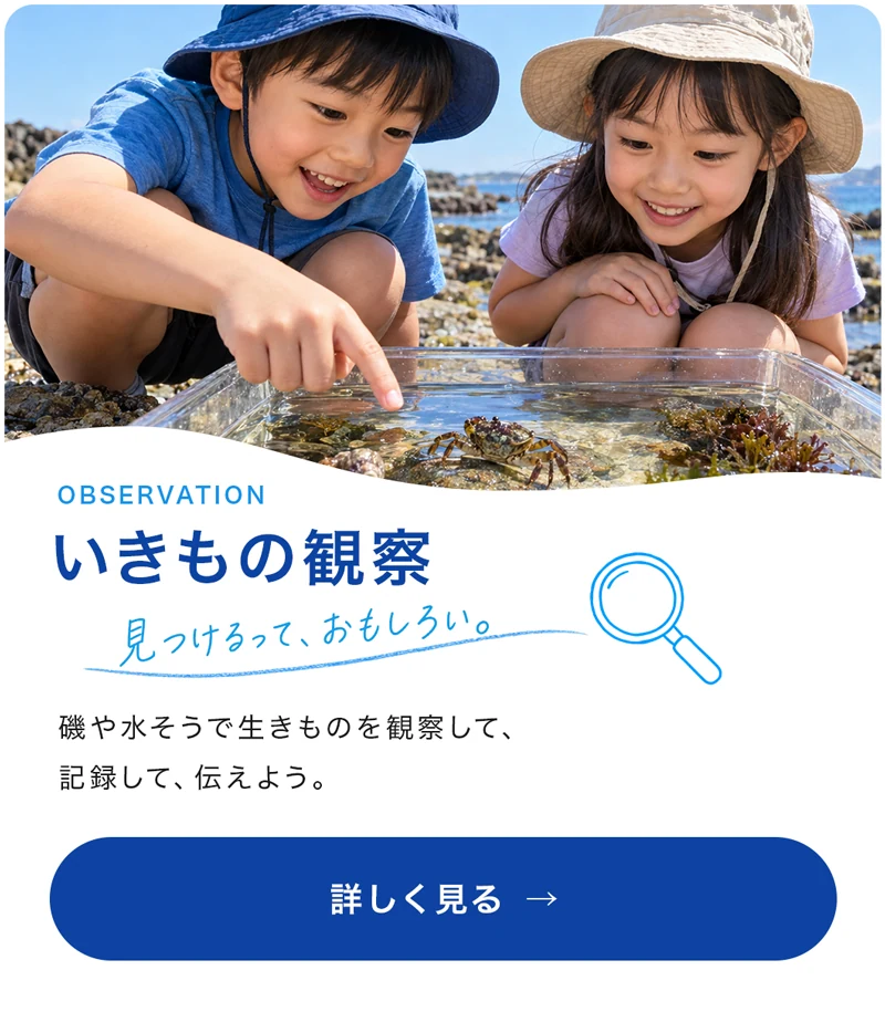 いきもの観察 見つけるって、おもしろい。磯や水そうで生きものを観察して、記録して、伝えよう。詳しく見る