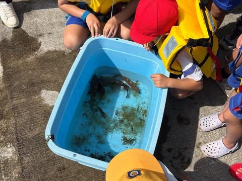 タライに集めた生きものを囲んでのぞきこむ子どもたち