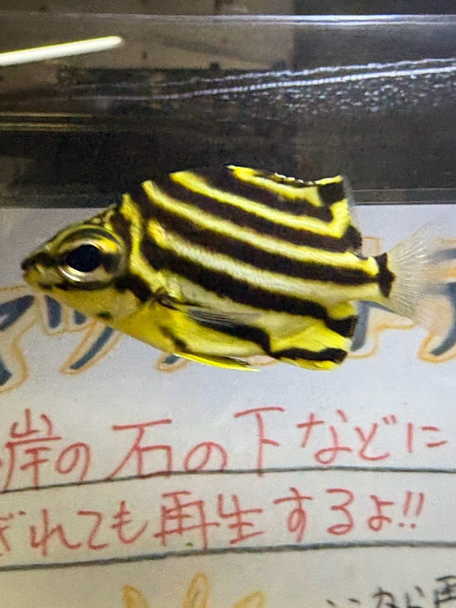 水槽の前に掲示された、手書きの解説パネル
