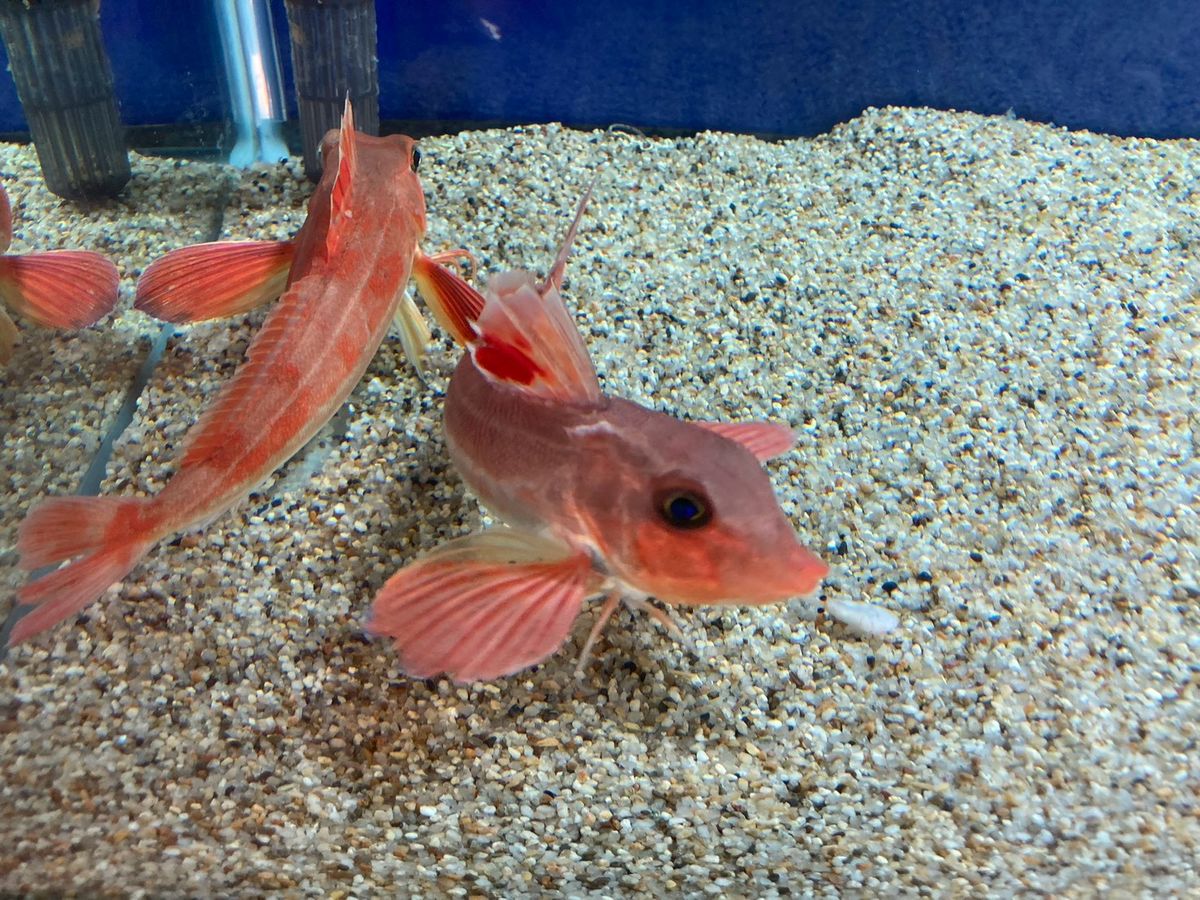 砂の上でひれを広げる赤い魚