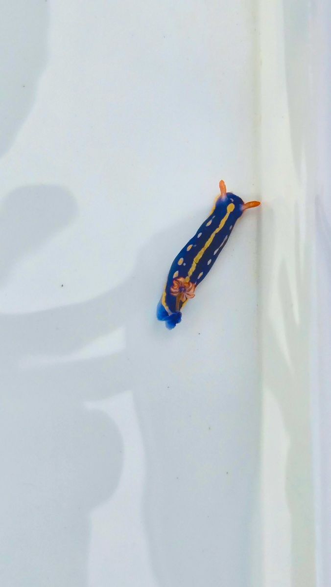 白いバットの中の青いウミウシ